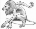 Takolee hairless.jpg